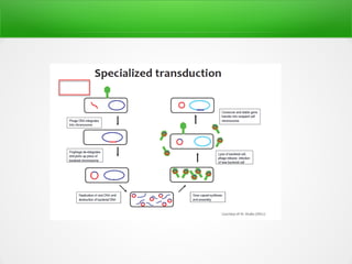 Bacterial gene transfer | PDF