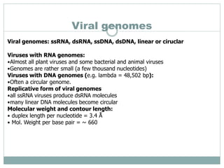 Viral genomes
Viral genomes: ssRNA, dsRNA, ssDNA, dsDNA, linear or ciruclar
Viruses with RNA genomes:
•Almost all plant viruses and some bacterial and animal viruses
•Genomes are rather small (a few thousand nucleotides)
Viruses with DNA genomes (e.g. lambda = 48,502 bp):
•Often a circular genome.
Replicative form of viral genomes
•all ssRNA viruses produce dsRNA molecules
•many linear DNA molecules become circular
Molecular weight and contour length:
• duplex length per nucleotide = 3.4 Å
• Mol. Weight per base pair = ~ 660
 