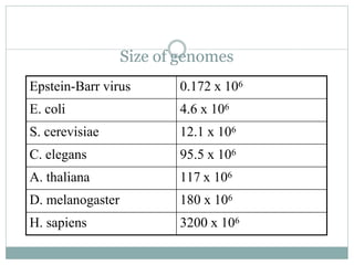 Size of genomes
Epstein-Barr virus 0.172 x 106
E. coli 4.6 x 106
S. cerevisiae 12.1 x 106
C. elegans 95.5 x 106
A. thaliana 117 x 106
D. melanogaster 180 x 106
H. sapiens 3200 x 106
 