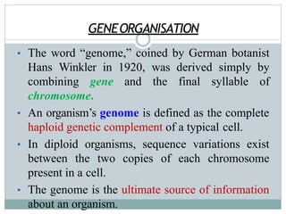 GENEORGANISATION
• The word “genome,” coined by German botanist
Hans Winkler in 1920, was derived simply by
combining gene and the final syllable of
chromosome.
• An organism’s genome is defined as the complete
haploid genetic complement of a typical cell.
• In diploid organisms, sequence variations exist
between the two copies of each chromosome
present in a cell.
• The genome is the ultimate source of information
about an organism.
 