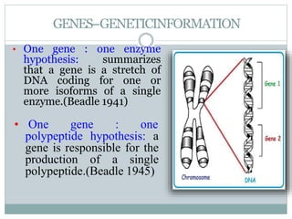 GENES–GENETICINFORMATION
• One gene : one enzyme
hypothesis: summarizes
that a gene is a stretch of
DNA coding for one or
more isoforms of a single
enzyme.(Beadle 1941)
• One gene : one
polypeptide hypothesis: a
gene is responsible for the
production of a single
polypeptide.(Beadle 1945)
 