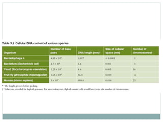 bacterial genome organization.pptx