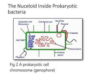 The Nuceloid Inside Prokaryotic
bacteria
 