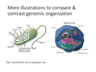 More illustrations to compare &
contrast genomic organization
 
