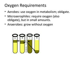 Bacterial growth | PPT