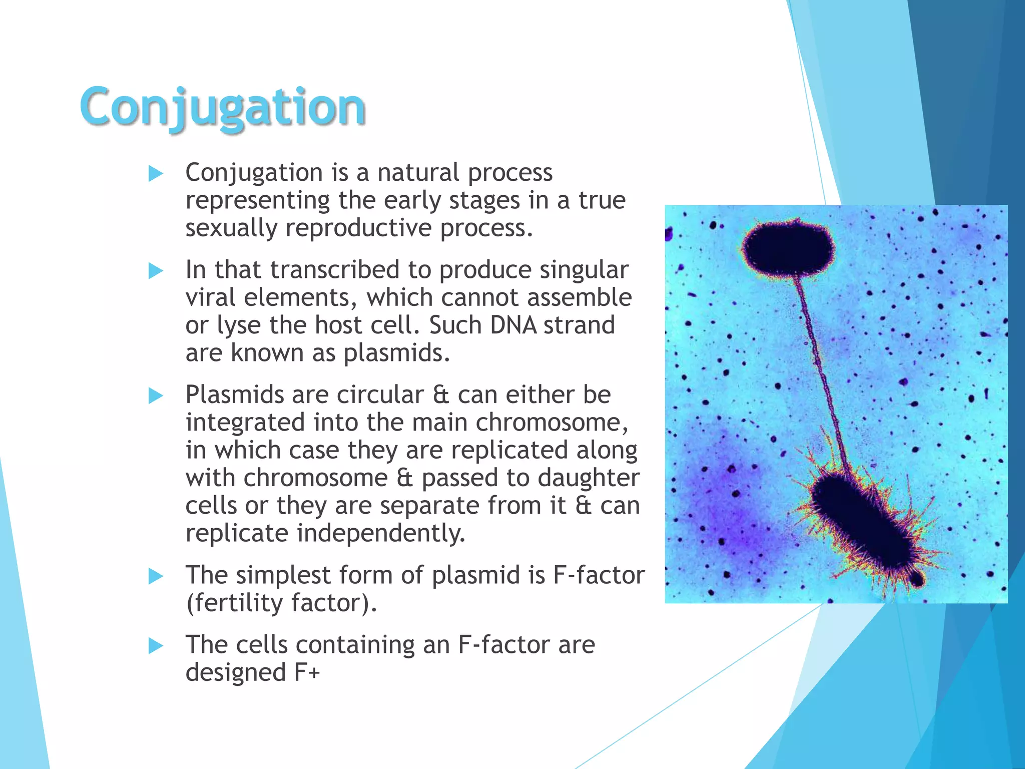 Bacterial growth | PPTX