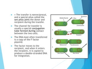 Bacterial growth | PPTX