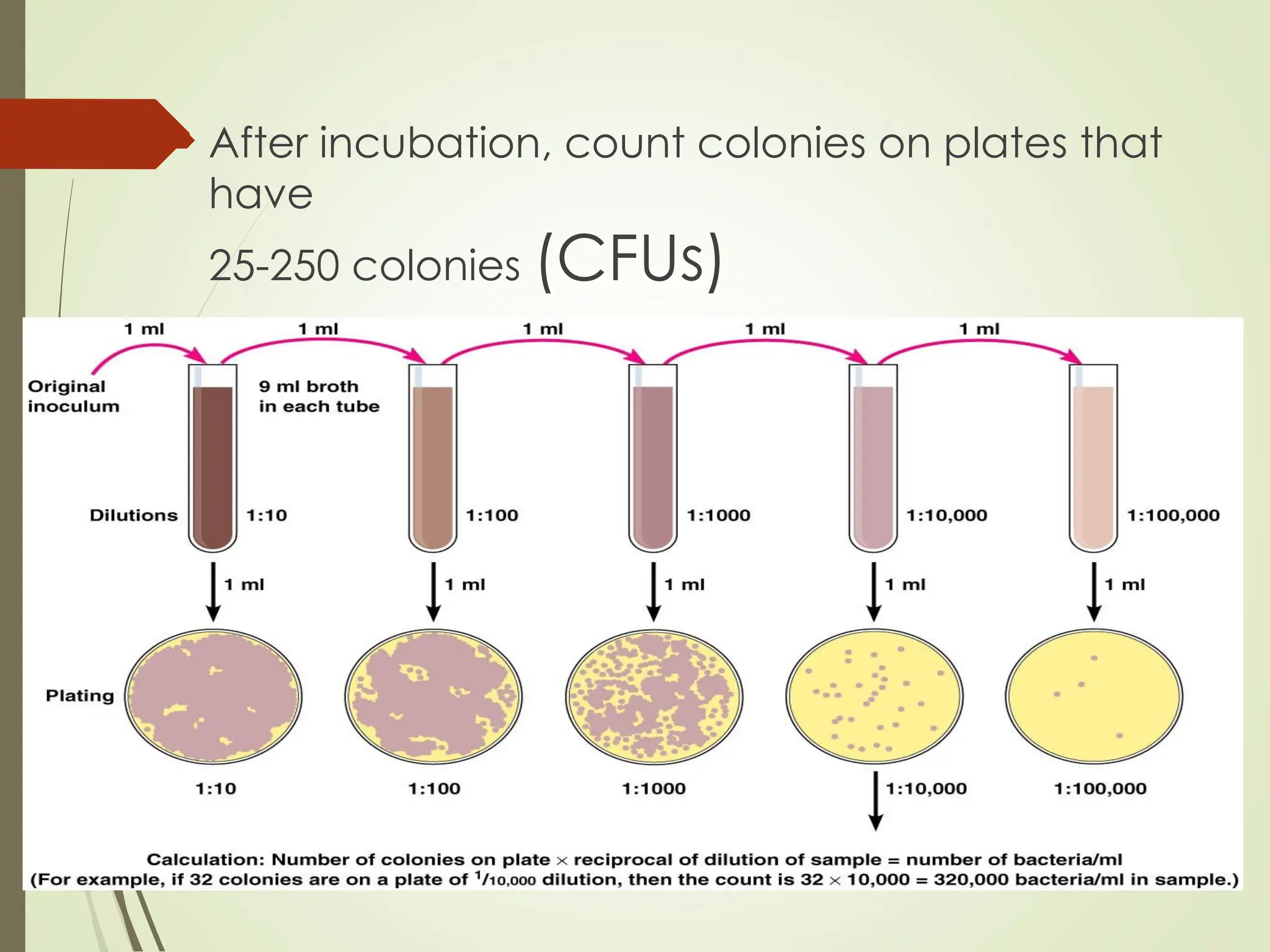  After incubation, count colonies on plates that
have
25-250 colonies (CFUs)
 