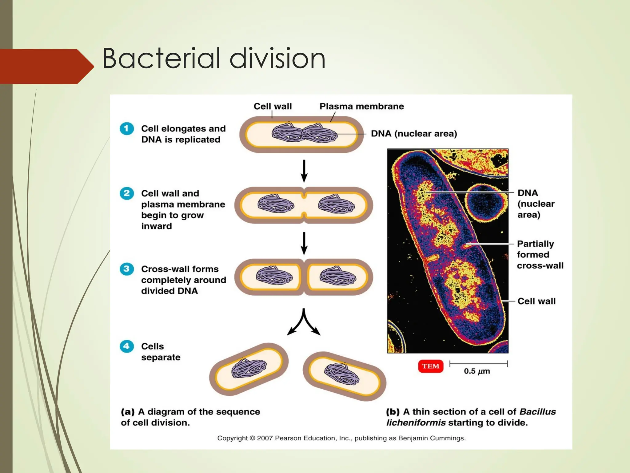 Bacterial division
 