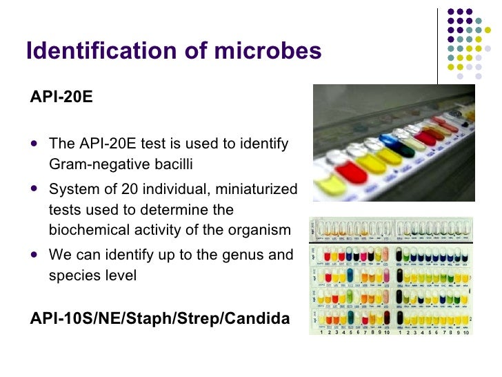 Bacterial Growth And Metabolism