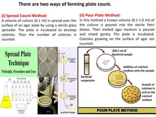Surface. Spread Method Bacterial growth measurement | PPTX