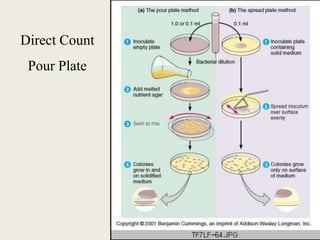 Direct Microbial Count Bacterial Growth & Nutrition | PPTX