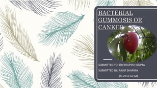 BACTERIAL
GUMMOSIS OR
CANKER
SUBMITTED TO: DR BHUPESH GUPTA
SUBMITTED BY: RAJAT SHARMA
(H-2017-67-M)
 