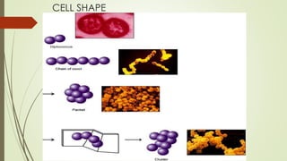 CELL SHAPE
 