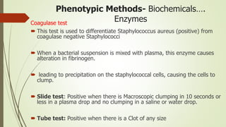 Phenotypic Methods- Biochemicals….
EnzymesCoagulase test
 This test is used to differentiate Staphylococcus aureus (positive) from
coagulase negative Staphylococci
 When a bacterial suspension is mixed with plasma, this enzyme causes
alteration in fibrinogen.
 leading to precipitation on the staphylococcal cells, causing the cells to
clump.
 Slide test: Positive when there is Macroscopic clumping in 10 seconds or
less in a plasma drop and no clumping in a saline or water drop.
 Tube test: Positive when there is a Clot of any size
 
