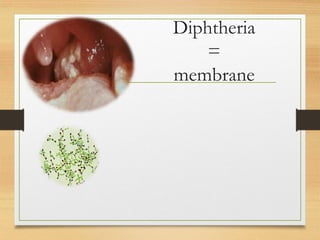Bacterial identification | PPT
