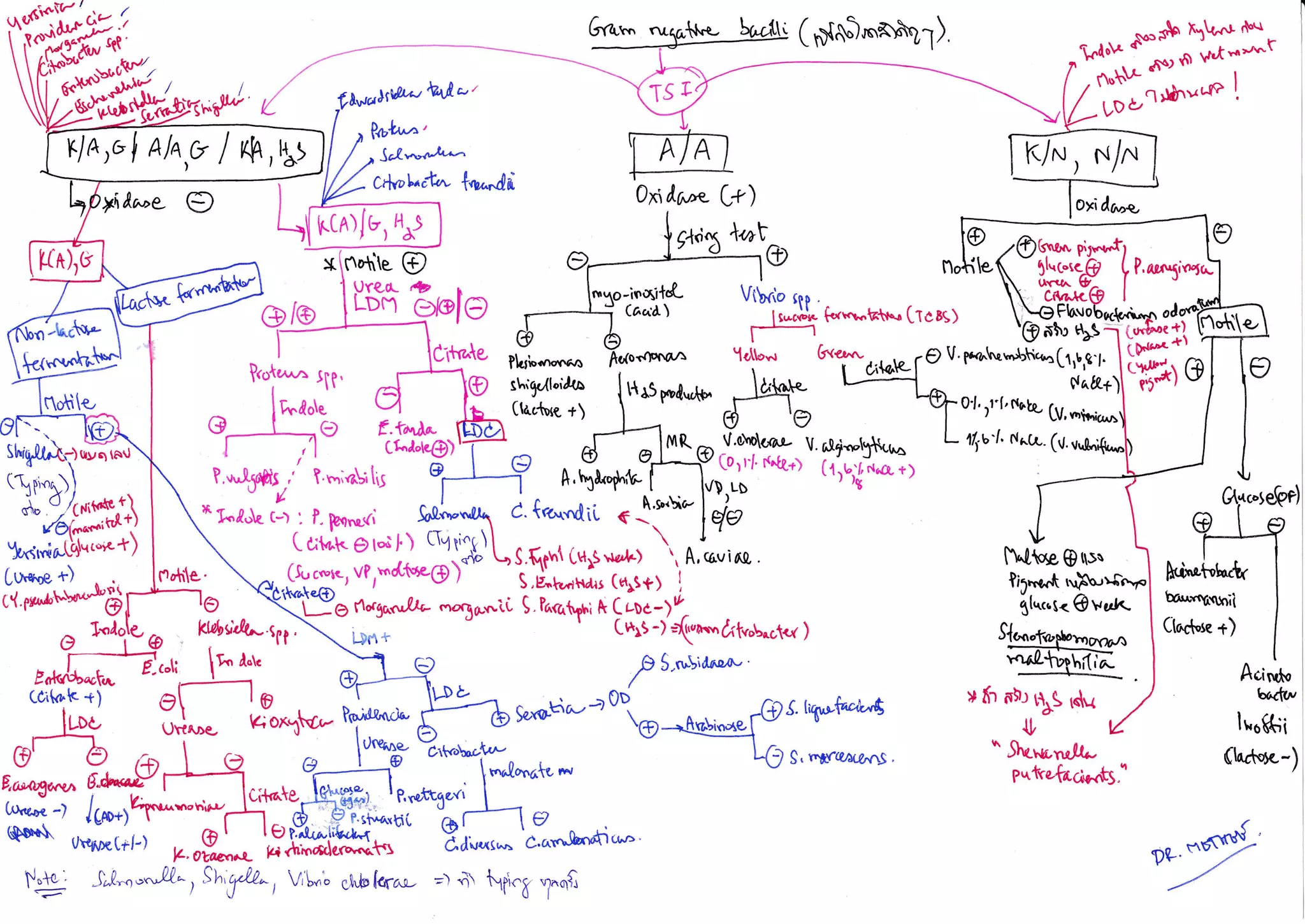 Bacteria identification | PDF