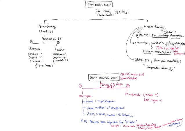 Bacteria identification