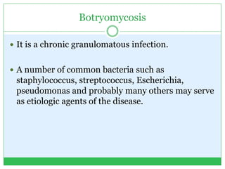 Botryomycosis
 It is a chronic granulomatous infection.
 A number of common bacteria such as
staphylococcus, streptococcus, Escherichia,
pseudomonas and probably many others may serve
as etiologic agents of the disease.
 