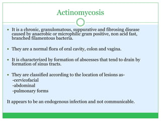 Actinomycosis
 It is a chronic, granulomatous, suppurative and fibrosing disease
caused by anaerobic or microphilic gram positive, non acid fast,
branched filamentous bacteria.
 They are a normal flora of oral cavity, colon and vagina.
 It is characterized by formation of abscesses that tend to drain by
formation of sinus tracts.
 They are classified according to the location of lesions as-
-cervicofacial
-abdominal
-pulmonary forms
It appears to be an endogenous infection and not communicable.
 