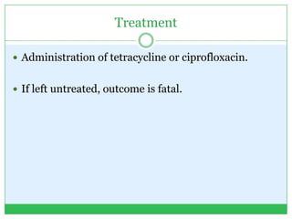 Treatment
 Administration of tetracycline or ciprofloxacin.
 If left untreated, outcome is fatal.
 