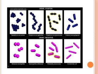 bacterial infections caused by pyogenic bacteria | PPTX