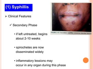 (1) Syphillis

 Clinical Features

    Secondary Phase

      • if left untreated, begins
        about 2-10 weeks

      • spirochetes are now
        disseminated widely

      • inflammatory lessions may
        occur in any organ during this phase
 