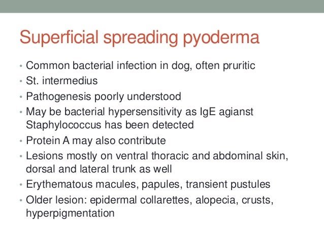 bacterial infection in dogs pathology of bacterial infections of skin in animals bacterial infection in dogs pathology of bacterial infections of skin in animals