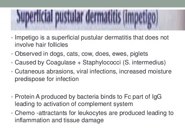 bacterial infection in dogs pathology of bacterial infections of skin in animals bacterial infection in dogs pathology of bacterial infections of skin in animals