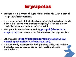 Erysipelas
• Erysipelas is a type of superficial cellulitis with dermal
lymphatic involvement.
• It is characterized clinically by shiny, raised, indurated and tender
plaque-like lesions with distinct margins (you can see a clear
border between normal and infected skin).
• Erysipelas is most often caused by group A β-hemolytic
streptococci and occurs most frequently on the legs and face.
• Other causes : Staphylococcus aureus (including MRSA),
Klebsiella pneumoniae, H.influenzae, E. coli).
• It is commonly accompanied by high fever, chills, and malaise.
Erysipelas may be recurrent and may result in chronic
lymphedema.
 