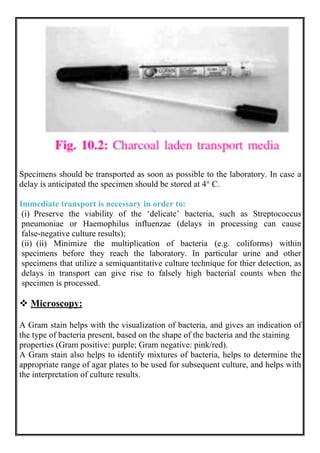 Specimens should be transported as soon as possible to the laboratory. In case a
delay is anticipated the specimen should be stored at 4° C.
Immediate transport is necessary in order to:
(i) Preserve the viability of the ‘delicate’ bacteria, such as Streptococcus
pneumoniae or Haemophilus influenzae (delays in processing can cause
false-negative culture results);
(ii) (ii) Minimize the multiplication of bacteria (e.g. coliforms) within
specimens before they reach the laboratory. In particular urine and other
specimens that utilize a semiquantitative culture technique for thier detection, as
delays in transport can give rise to falsely high bacterial counts when the
specimen is processed.
 Microscopy:
A Gram stain helps with the visualization of bacteria, and gives an indication of
the type of bacteria present, based on the shape of the bacteria and the staining
properties (Gram positive: purple; Gram negative: pink/red).
A Gram stain also helps to identify mixtures of bacteria, helps to determine the
appropriate range of agar plates to be used for subsequent culture, and helps with
the interpretation of culture results.
 