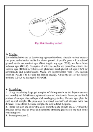  Media:
Bacterial isolation can be done using a general medium, wherein various bacteria
can grow, and selective media that allows growth of specific genera. Examples of
general media are nutrient agar (NA), tryptic soy agar (TSA), and brain heart
infusion agar (BHIA). Examples of selective media are thiosulfate citrate bile
sucrose agar (TCBS) for vibrios, and glutamate starch phenol red agar (GSP) for
aeromonads and peudomonads. Media are supplemented with 1-2% sodium
chloride (NaCl) if to be used for marine species. Adjust the pH of the culture
media to 7.2-7.4 by adding 0.1 N NaOH.
 Streaking:
1. Using inoculating loop, get samples of shrimp (such as the hepatopancreas
and muscle) and fish (kidney, spleen) tissues and streak onto the upper onefourth
portion of an agar plate with parallel overlapping strokes. Use one agar plate for
each animal sample. The plate can be divided into half and streaked with two
different tissues from the same sample. Be sure to label the plate.
2. Flame the loop and allow it to cool. Turn the plate at right angle. Overlap the
previous streak once or twice and repeat the streaking process on one-half of the
remaining area.
3. Repeat procedure 2.
 