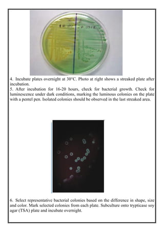 4. Incubate plates overnight at 30°C. Photo at right shows a streaked plate after
incubation.
5. After incubation for 16-20 hours, check for bacterial growth. Check for
luminescence under dark conditions, marking the luminous colonies on the plate
with a pentel pen. Isolated colonies should be observed in the last streaked area.
6. Select representative bacterial colonies based on the difference in shape, size
and color. Mark selected colonies from each plate. Subculture onto trypticase soy
agar (TSA) plate and incubate overnight.
 