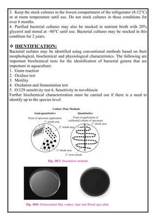 3. Keep the stock cultures in the lowest compartment of the refrigerator (8-12°C)
or at room temperature until use. Do not stock cultures in these conditions for
over 6 months.
4. Purified bacterial cultures may also be stocked in nutrient broth with 20%
glycerol and stored at –80°C until use. Bacterial cultures may be stocked in this
condition for 2 years.
 IDENTIFICATION:
Bacterial isolates may be identified using conventional methods based on their
morphological, biochemical and physiological characteristics. The following are
important biochemical tests for the identification of bacterial genera that are
important in aquaculture:
1. Gram reaction
2. Oxidase test
3. Motility
4. Oxidation and fermentation test
5. O/129 sensitivity test 6. Sensitivity to novobiocin
Further biochemical characterization must be carried out if there is a need to
identify up to the species level.
 