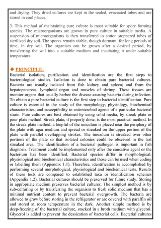 and drying. They dried cultures are kept in the sealed, evacuated tubes and are
stored in cool places.
3. This method of maintaining pure culture is most suitable for spore forming
species. The microorganisms are grown in pure culture in suitable media. A
suspension of microorganisms is then transferred to cotton stoppered tubes of
sterilized dry soil. The spores remain viable, though dormant, for long periods of
time, in dry soil. The organism can be grown after a desired period, by
transferring the soil into a suitable medium and incubating it under suitable
temperature.
 PRINCIPLE:
Bacterial isolation, purification and identification are the first steps to
bacteriological studies. Isolation is done to obtain pure bacterial cultures.
Bacteria are usually isolated from fish kidney and spleen; and from the
hepatopancreas, lymphoid organ and muscles of shrimp. These tissues are
monitor organs that usually harbor the disease-causing bacteria during infection.
To obtain a pure bacterial culture is the first step to bacterial identification. Pure
culture is essential in the study of the morphology, physiology, biochemical
characteristics, and susceptibility to antimicrobial agents of a particular bacterial
strain. Pure cultures are best obtained by using solid media, by streak plate or
pour plate method. Streak plate, if properly done, is the most practical method. In
the streak plate method, a loopful of the inoculum is placed near the periphery of
the plate with agar medium and spread or streaked on the upper portion of the
plate with parallel overlapping strokes. The inoculum is streaked over other
portions of the plate so that isolated colonies could be observed in the last
streaked area. The identification of a bacterial pathogen is important in fish
diagnosis. Treatment could be implemented only after the causative agent or the
bacterium has been identified. Bacterial species differ in morphological,
physiological and biochemical characteristics and those can be used when coding
or labelling them (Appendix 1.1). Therefore, identification is accomplished by
performing several morphological, physiological and biochemical tests. Results
of these tests are compared to established taxa or identification schemes
(Appendix 1.2). Bacterial cultures should be preserved for future study. Storing
in appropriate medium preserves bacterial cultures. The simplest method is by
sub-culturing or by transferring the organism to fresh solid medium that has a
minimal nutrient content to prevent bacterial overgrowth. The bacteria are
allowed to grow before storing in the refrigerator or are covered with paraffin oil
and stored at room temperature in the dark. Another simple method is by
deep-freezing of the bacterial culture, stocked in a broth medium with glycerol.
Glycerol is added to prevent the dessication of bacterial cells. Bacterial cultures
 