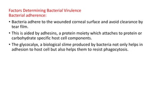 Factors Determining Bacterial Virulence
Bacterial adherence:
• Bacteria adhere to the wounded corneal surface and avoid clearance by
tear film.
• This is aided by adhesins, a protein moiety which attaches to protein or
carbohydrate specific host cell components.
• The glycocalyx, a biological slime produced by bacteria not only helps in
adhesion to host cell but also helps them to resist phagocytosis.
 