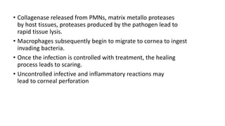 • Collagenase released from PMNs, matrix metallo proteases
by host tissues, proteases produced by the pathogen lead to
rapid tissue lysis.
• Macrophages subsequently begin to migrate to cornea to ingest
invading bacteria.
• Once the infection is controlled with treatment, the healing
process leads to scaring.
• Uncontrolled infective and inflammatory reactions may
lead to corneal perforation
 