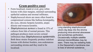 Gram-positive cocci
• Form localised, round or oval, gray-white
lesions with clear margins, minimal surrounding
epithelial oedema and stromal infiltrates.
• Staphylococcal ulcers are more often found in
compromised corneas like bullous keratopathy,
dry eyes, chronic herpetic keratitis, atopic
disease and rosacea keratitis.
• Staphylococcus aureus is found in 15% of
cultures from lids of normal persons. This
pathogen produces more severe corneal
infiltration than Staphylococcus epidermidis.
Both these strains frequently produce indolent
lesions with distinct borders, non-oedematous
surrounding stroma and they tend to be
localised.
Long standing staphylococcal
ulcers dig deep into the stroma
producing intra-stromal abscesses
and sometimes perforation.
Occasionally multiple satellite
stromal microinfiltrates may be
seen. There may be radiating folds
in the Descemet’s membrane due
to loss of stromal substance.
10
 
