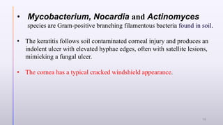 • Mycobacterium, Nocardia and Actinomyces
species are Gram-positive branching filamentous bacteria found in soil.
• The keratitis follows soil contaminated corneal injury and produces an
indolent ulcer with elevated hyphae edges, often with satellite lesions,
mimicking a fungal ulcer.
• The cornea has a typical cracked windshield appearance.
12
 