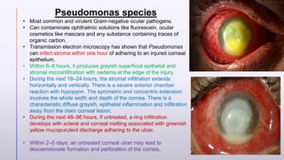 Pseudomonas species
• Most common and virulent Gram-negative ocular pathogens.
• Can contaminate ophthalmic solutions like fluorescein, ocular
cosmetics like mascara and any substance containing traces of
organic carbon.
• Transmission electron microscopy has shown that Pseudomonas
can infect stroma within one hour of adhering to an injured corneal
epithelium.
• Within 6–8 hours, it produces grayish superficial epithelial and
stromal microinfiltration with oedema at the edge of the injury.
• During the next 18–24 hours, the stromal infiltration extends
horizontally and vertically. There is a severe anterior chamber
reaction with hypopyon. The symmetric and concentric extension
involves the whole width and depth of the cornea. There is a
characteristic diffuse grayish, epithelial inflammation and infiltration
away from the main corneal lesion.
• During the next 48–96 hours, if untreated, a ring infiltration
develops with scleral and corneal melting associated with greenish
yellow mucopurulent discharge adhering to the ulcer.
• Within 2–5 days, an untreated corneal ulcer may lead to
descemetocele formation and perforation of the cornea.
14
 