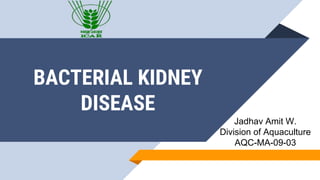 BACTERIAL KIDNEY
DISEASE
Jadhav Amit W.
Division of Aquaculture
AQC-MA-09-03
 