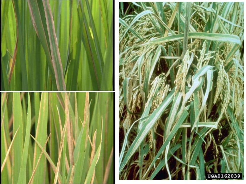 Bacterial leaf blight of rice