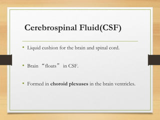 Cerebrospinal Fluid(CSF)
• Liquid cushion for the brain and spinal cord.
• Brain “floats” in CSF.
• Formed in choroid plexuses in the brain ventricles.
 
