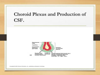 Choroid Plexus and Production of
CSF.
 