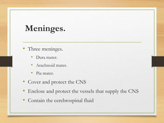 Meninges.
• Three meninges.
• Dura mater.
• Arachnoid mater.
• Pia mater.
• Cover and protect the CNS
• Enclose and protect the vessels that supply the CNS
• Contain the cerebrospinal fluid
 