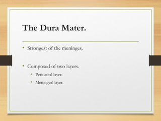 The Dura Mater.
• Strongest of the meninges.
• Composed of two layers.
• Periosteal layer.
• Meningeal layer.
 