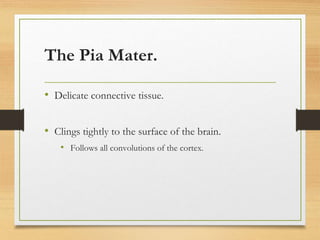 The Pia Mater.
• Delicate connective tissue.
• Clings tightly to the surface of the brain.
• Follows all convolutions of the cortex.
 