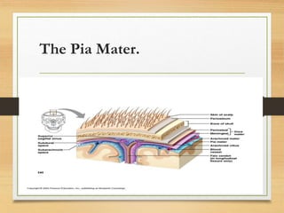 The Pia Mater.
 