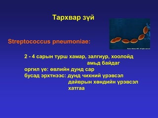 Тархвар зүй

Streptococcus pneumoniae:
2 - 4 сарын турш хамар, залгиур, хоолойд
амьд байдаг
оргил үе: өвлийн дунд сар
бусад эрхтнээс: дунд чихний үрэвсэл
дайврын хөндийн үрэвсэл
хатгаа

 
