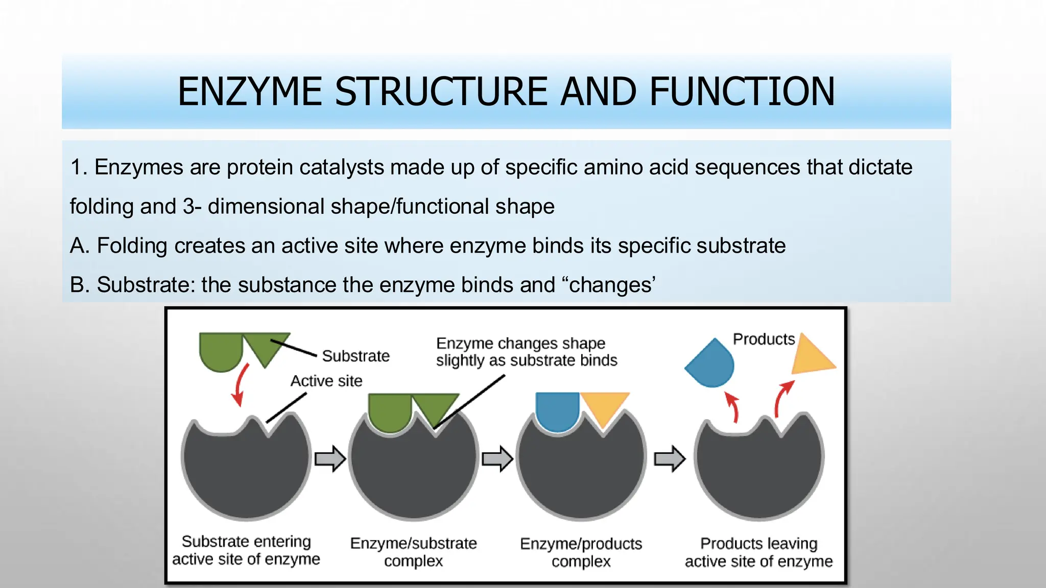 ENZYME STRUCTURE AND FUNCTION
1. Enzymes are protein catalysts made up of specific amino acid sequences that dictate
folding and 3- dimensional shape/functional shape
A. Folding creates an active site where enzyme binds its specific substrate
B. Substrate: the substance the enzyme binds and “changes’
 